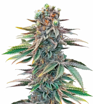 1739610724494.png 1739610724494.png