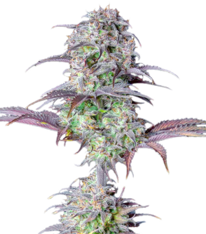 1739618685049.png 1739618685049.png