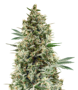 1739699621730.png 1739699621730.png