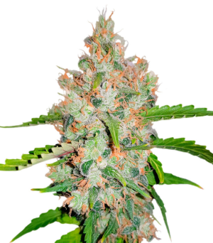 1739699739247.png 1739699739247.png