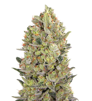 1739793795809.png 1739793795809.png