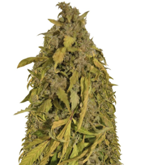 1739793803453.png 1739793803453.png