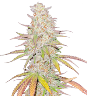 1739890758468.png 1739890758468.png