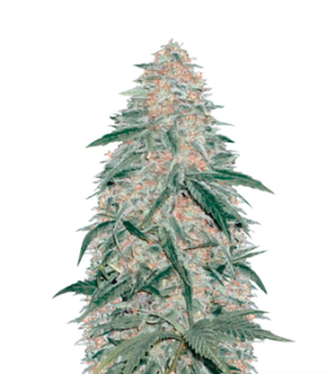 1739890766013.png 1739890766013.png