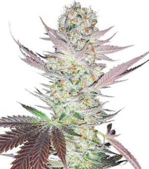 1739890769800.png 1739890769800.png