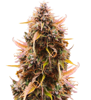 1739995164060.png 1739995164060.png