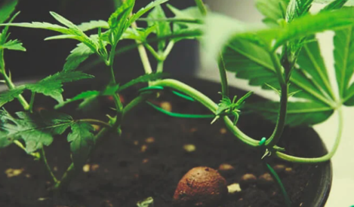 1740067350378.png 1740067350378.png