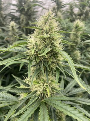 IMG_0007.jpeg IMG_0007.jpeg