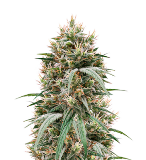 1740420666818.png 1740420666818.png