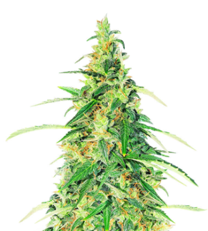 1740652831353.png 1740652831353.png