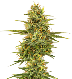 1740652835330.png 1740652835330.png