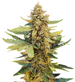 1740652838922.png 1740652838922.png