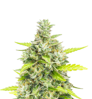 1740740713611.png 1740740713611.png