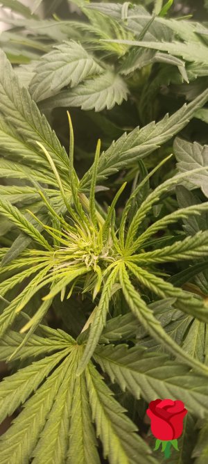 IMG_20250228_212954 (1).jpg