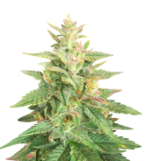 1740916504775.png 1740916504775.png