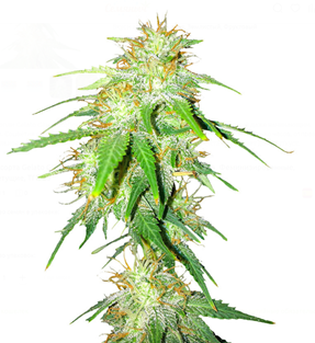 1741004396113.png 1741004396113.png