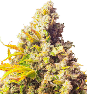 1741104488028.png 1741104488028.png