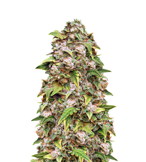 1741104495755.png 1741104495755.png