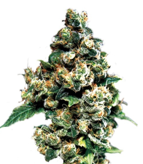 1741104499535.png 1741104499535.png