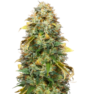 1741244441179.png 1741244441179.png