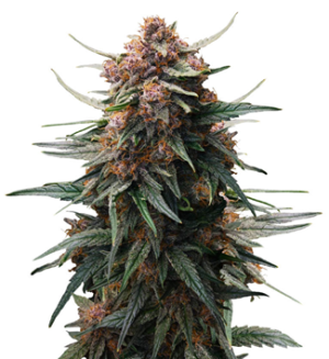 1741244448912.png 1741244448912.png