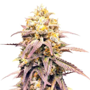 1741259648148.png 1741259648148.png