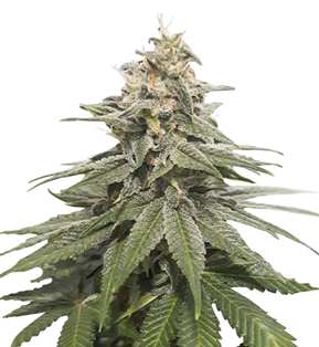 1741286629272.png 1741286629272.png