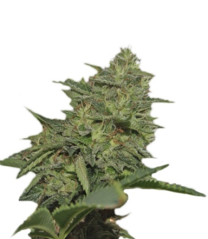 1741330597647.png 1741330597647.png