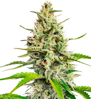 1741330601533.png 1741330601533.png