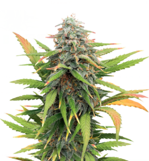 1741634869678.png 1741634869678.png