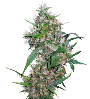 1741712383357.png 1741712383357.png