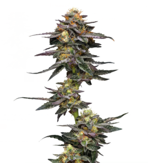 1741712386551.png 1741712386551.png