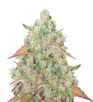 1741760733872.png 1741760733872.png