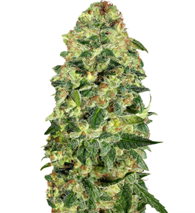 1741933717889.png 1741933717889.png