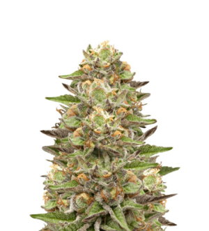 1741933728914.png 1741933728914.png