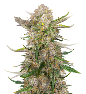 1742198860388.png 1742198860388.png