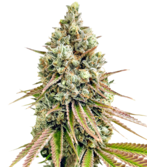 1742292748665.png 1742292748665.png