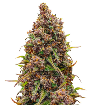 1742315441522.png 1742315441522.png