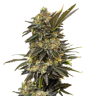 1742316582055.png 1742316582055.png