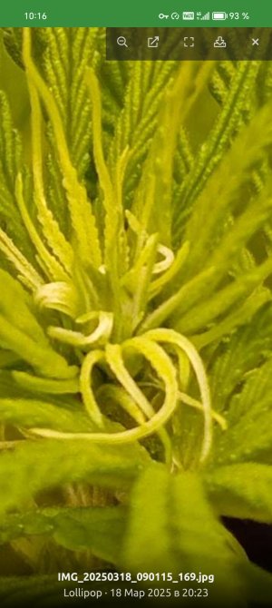 Screenshot_20250319_101618_ru_semena_sch_RootActivity.jpg Screenshot_20250319_101618_ru_semena_sch_RootActivity.jpg