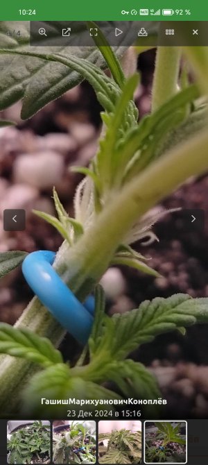 Screenshot_20250319_102455_ru_semena_sch_RootActivity.jpg Screenshot_20250319_102455_ru_semena_sch_RootActivity.jpg