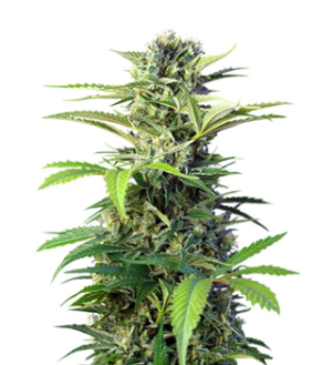 1742374157226.png 1742374157226.png