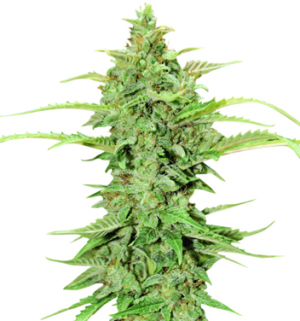 1742374160767.png 1742374160767.png