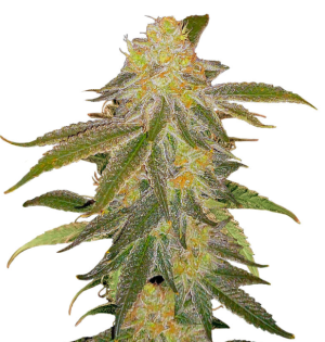 1742421300319.png 1742421300319.png