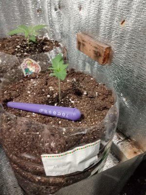 афган куш.jpg