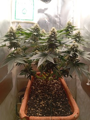 62 дн д+л п.jpg