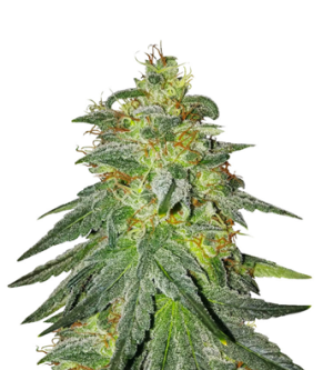 1743055562607.png 1743055562607.png