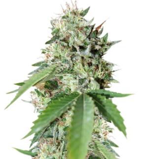 1743055567502.png 1743055567502.png