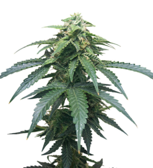 1743055571882.png 1743055571882.png