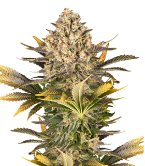 1743079422305.png 1743079422305.png